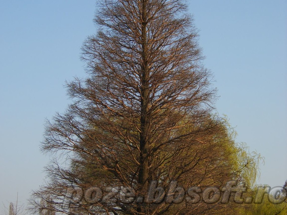 Un copac inalt din Herastrau