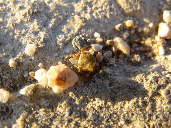 Crab foarte mic