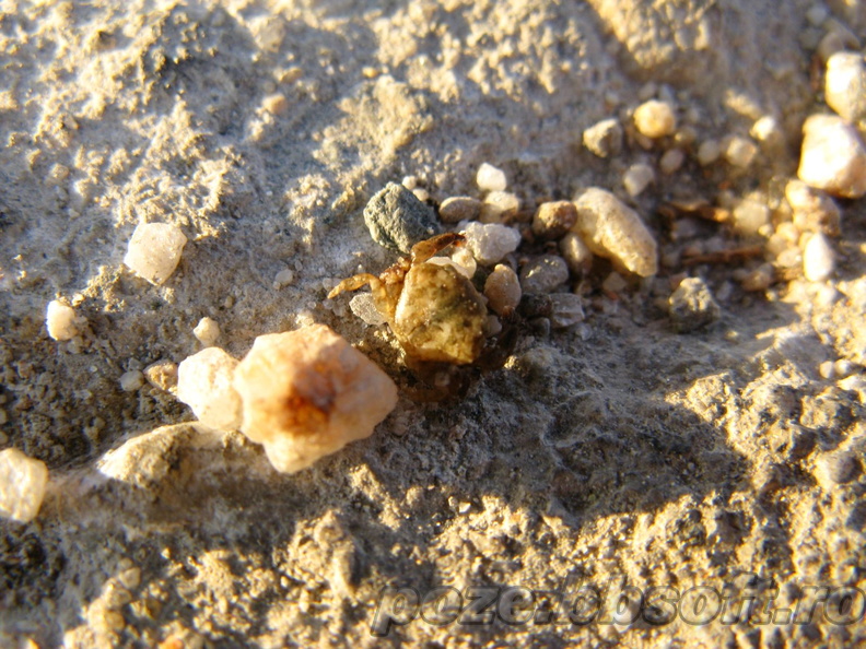 Crab foarte mic