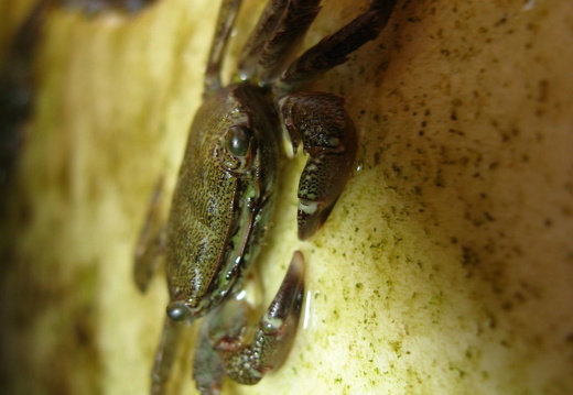 Crab mic 2 - macro - vedere din fata
