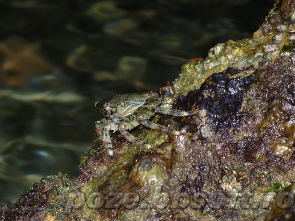 Crab mic 3 - macro - vedere laterala