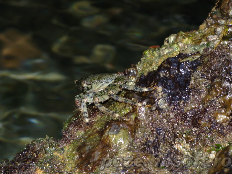 Crab mic 3 - macro - vedere laterala
