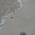 Crab mic ce fuge spre mare