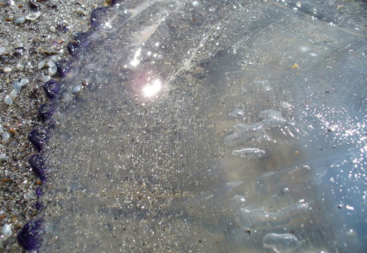 Meduza - macro la exterior