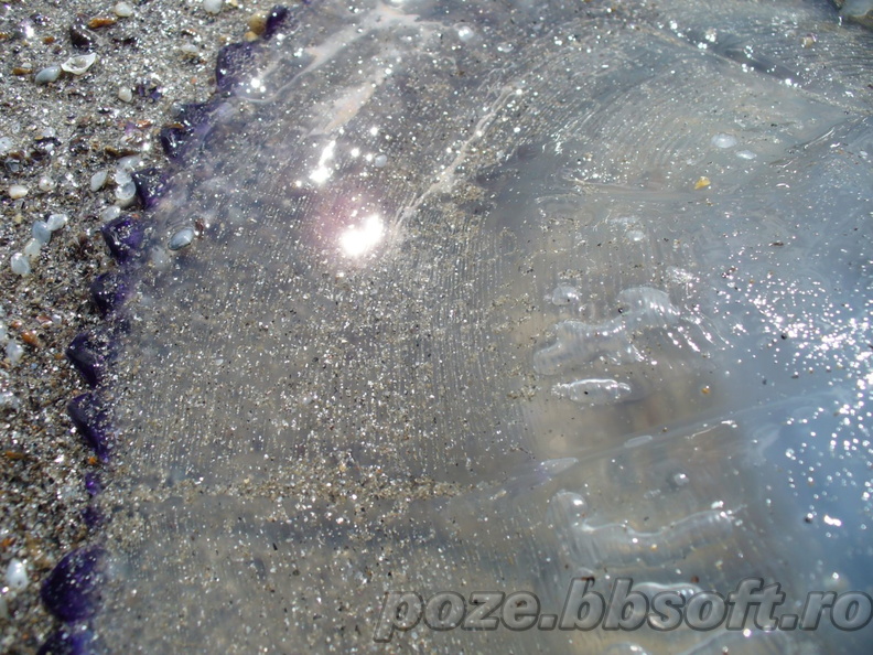 Meduza - macro la exterior