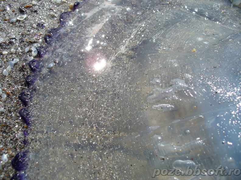 meduza-macro-la-exterior.jpg