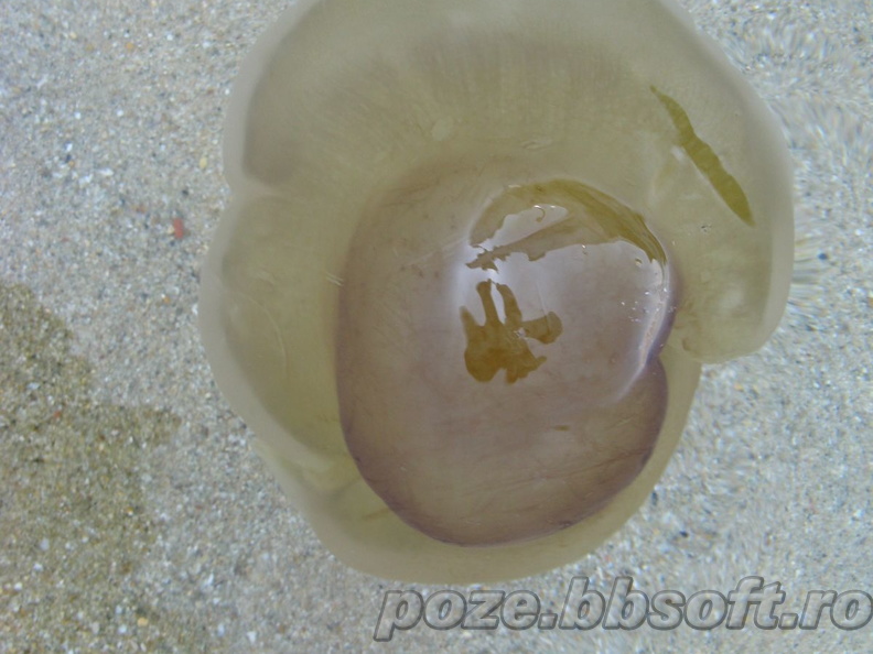 Meduza mare