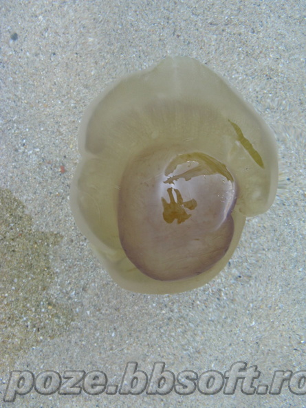 meduza-mare.jpg