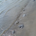 Meduze mari esuate pe plaja