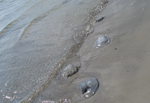 Meduze mari esuate pe plaja