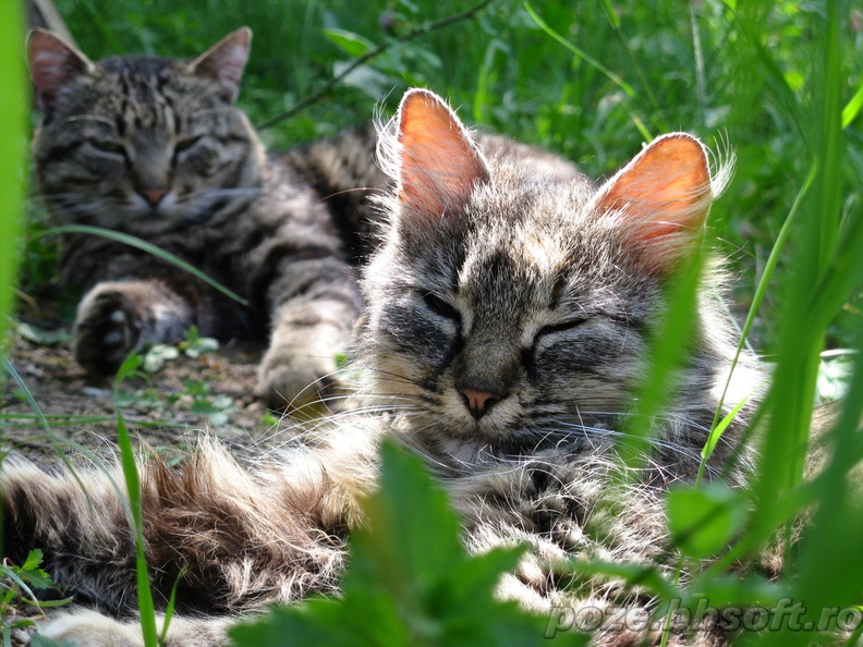 pisica-si-motan-in-iarba.jpg