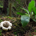 Ciuperca Geastrum - steaua pamantului - Bucegi