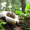 Ciuperca Geastrum - steaua pamantului - macro - Bucegi